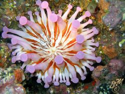 This Club-Tipped Anemone has an abstract quality. They co... by Brian Mayes 